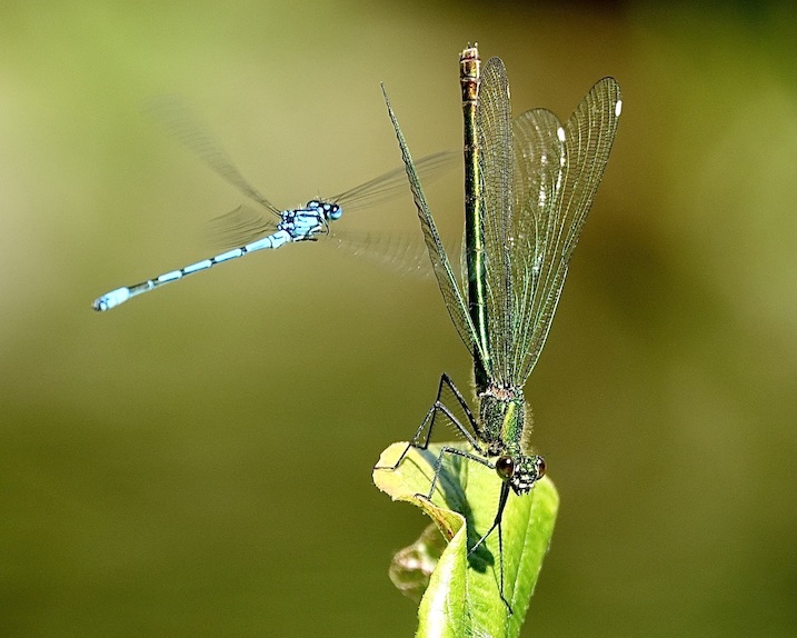 banded demoiselle